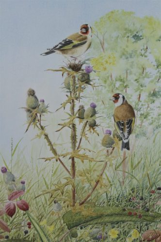 Goldfinches &Thistles
