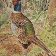 Woodland Pheasant